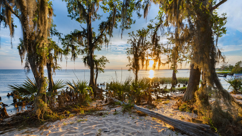 Fontainebleau State Park in Louisiana