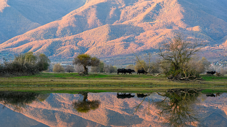 Lake Kerkini, Serres, Macedonia, Greece