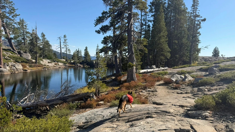 Dog on a trail near a lake with trees around it