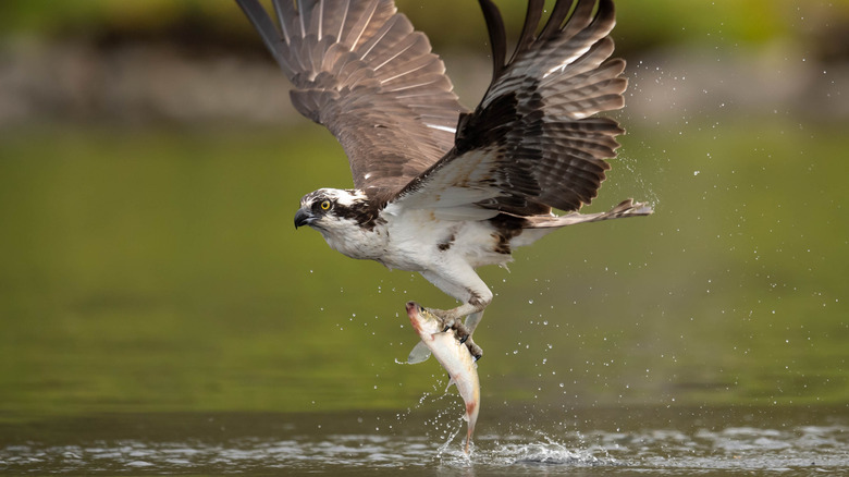 osprey bird catching a fish