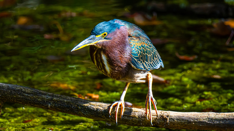 a green heron sitting on a branch above the water