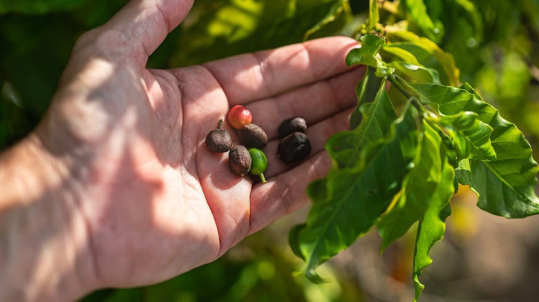 hand holding freshly picked coffee beans