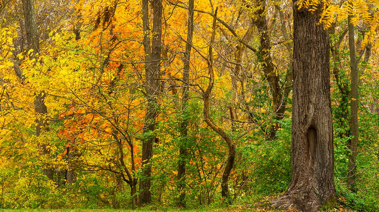 Yellow leaves on trees in a forested trail