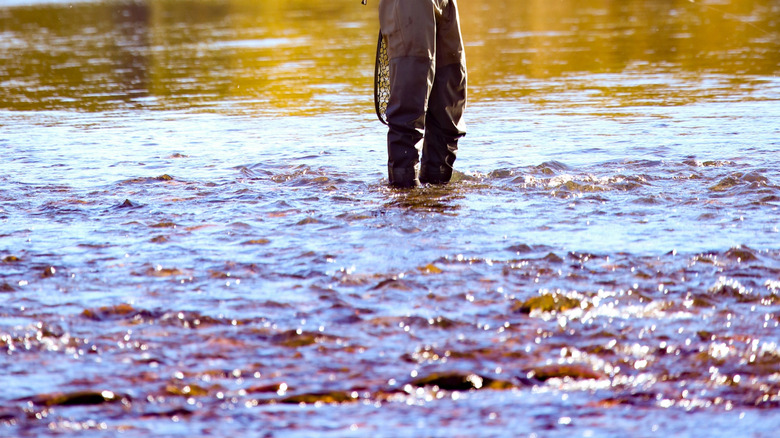 A young man fly-fishing in a river with yellow autumn trees in the background