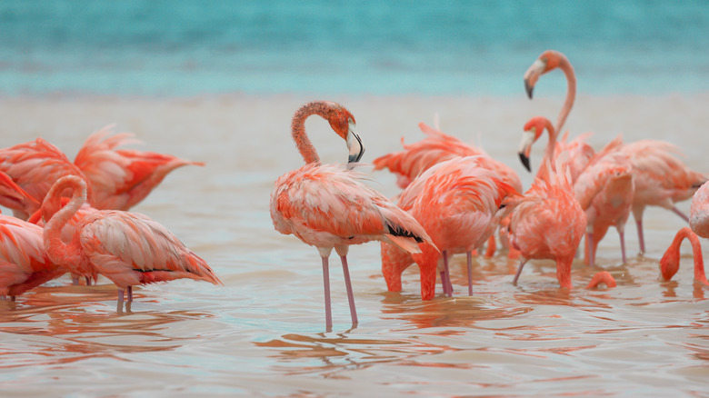 Flamingos feeding in a lake