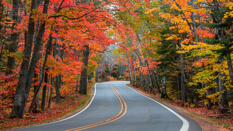 The Tunnel of Trees scenic byway in autumn.