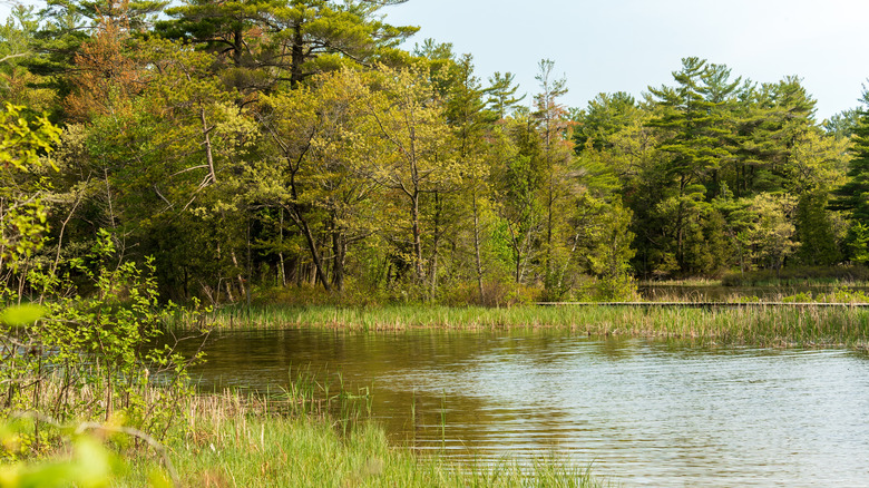 Swampy part of Hamlin Lake, lots of green trees throughout