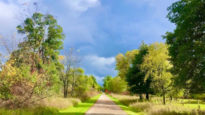 A trail running through bright green trees in a section of Fred Meijer White Pine Trail State Park.