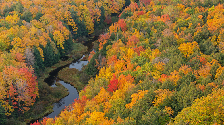 a small river winds through trees in fall