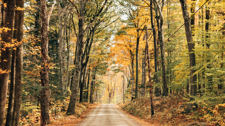 a rural road covered by orange leafy trees