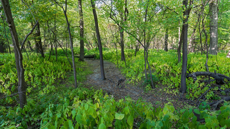 Woodland trail through Fort Snelling State Park
