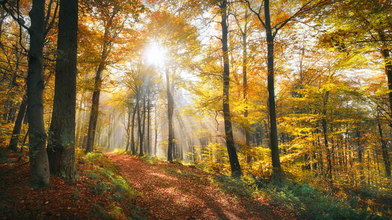 A forest trail through fall foliage and woodlands with the sun bursting through the canopy