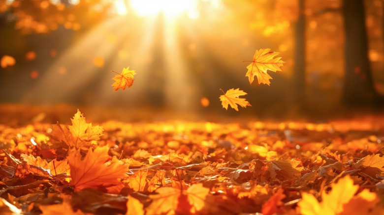 Golden maple leaves fall to the ground as the sun pierces the canopy creating sunbeams