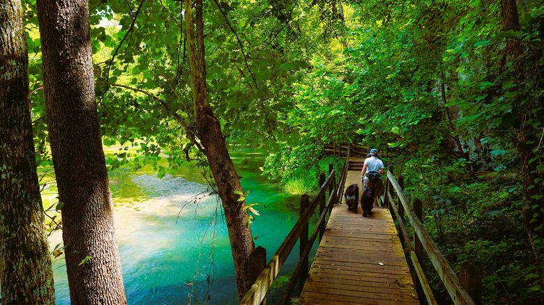 Hiker walking with two dogs on bridge next to springs at Ha Ha Tonka State Park, Missouri