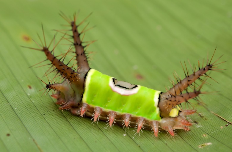 mosquitoes-spiders-and-more-of-the-most-dangerous-bugs-in-the-world