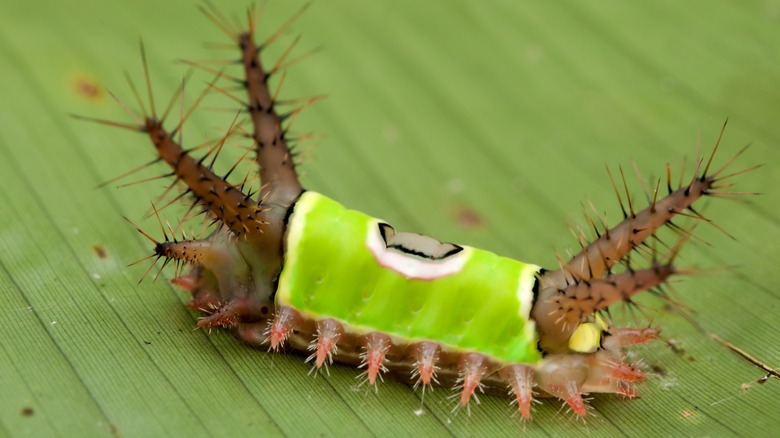 Caterpillar