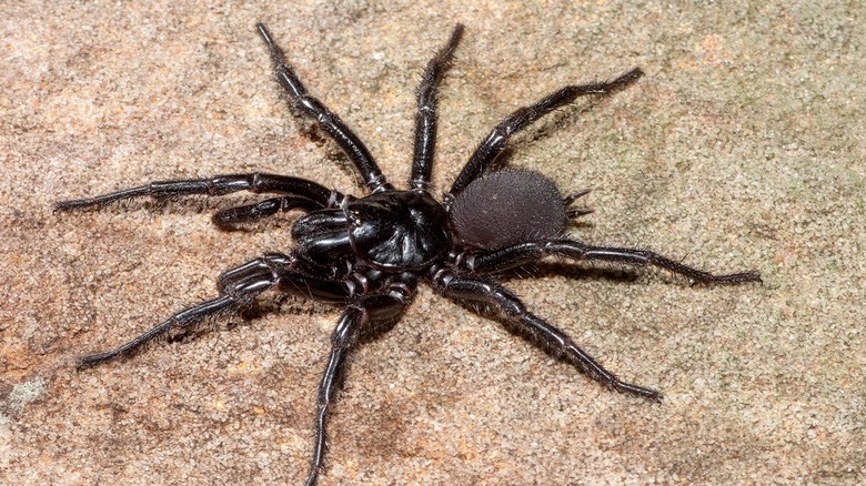 Sydney funnel-web spiders