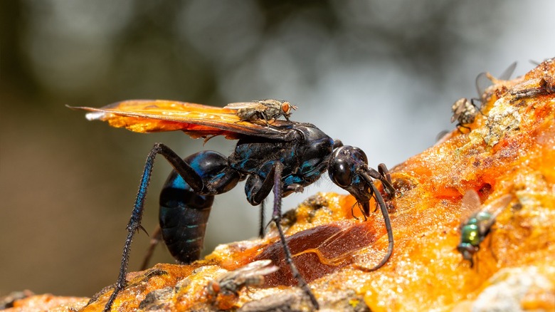 Tarantula hawks 