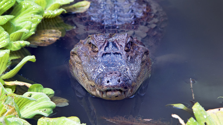 Alligator staring from the water