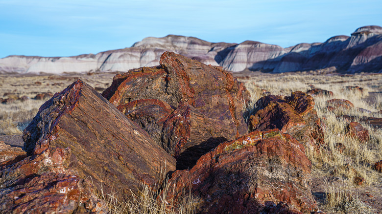 Logs in the Petrified Forest