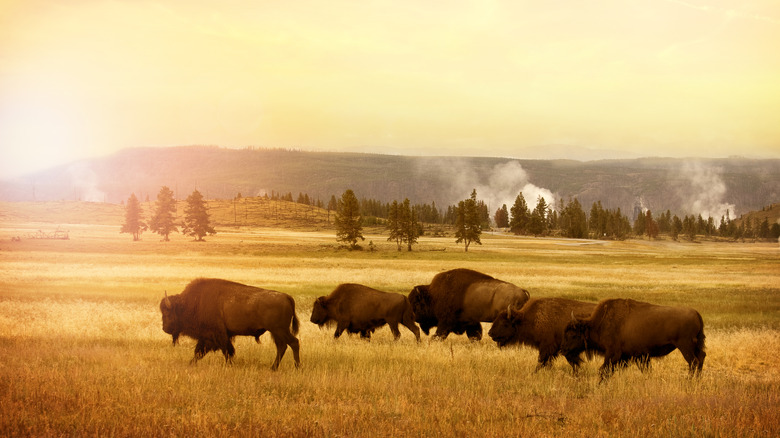 Bison in Yellowstone