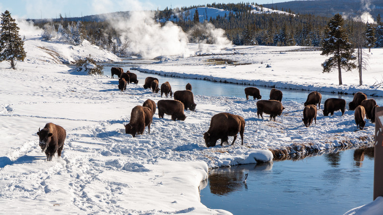 Bison grazing at Yellowstone in the winter