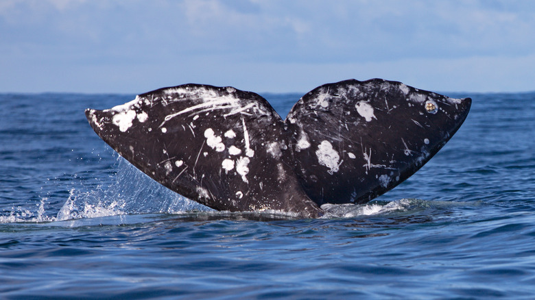Whale off the Coast