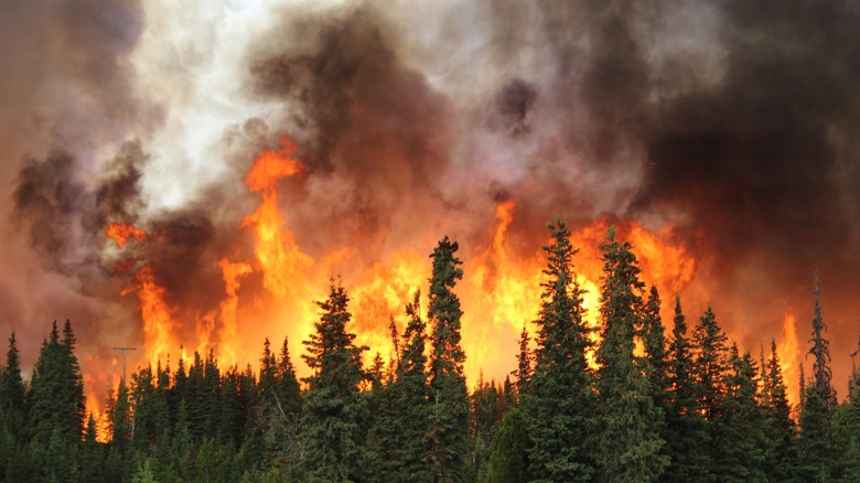 wildfire in forest