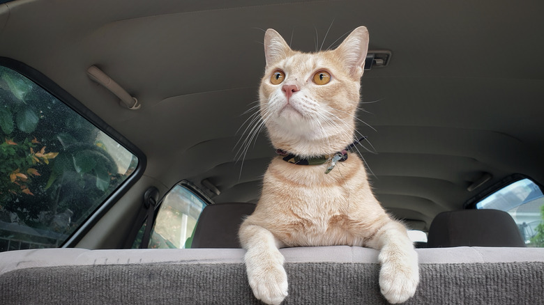 orange cat riding in car