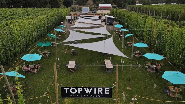 the outdoor beer garden at TopWire Hop Project in Woodburn in the Willamette Valley of Oregon