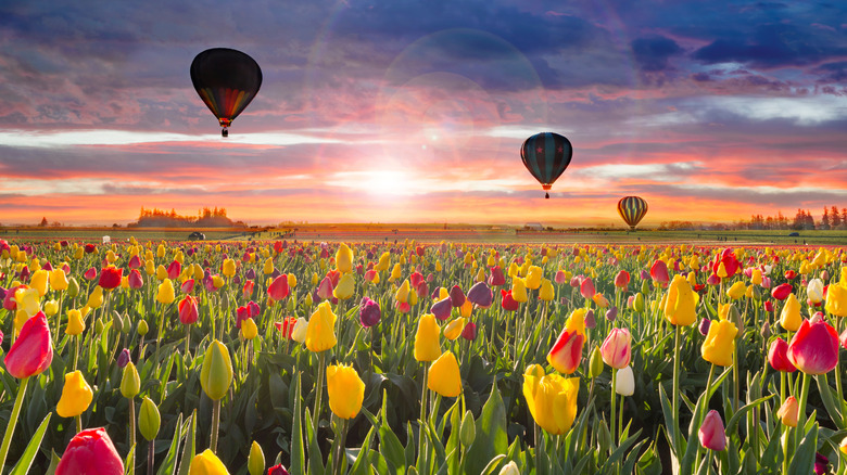 Hot air balloons at the Wooden Shoe Tulip Farm during the Tulip Festival in Woodburn in the Willamette Valley of Oregon