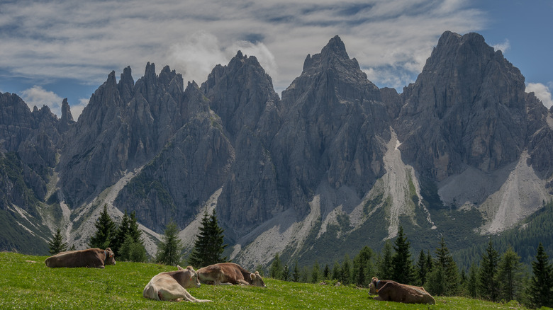 Cows resting in the Friulian Dolomites
