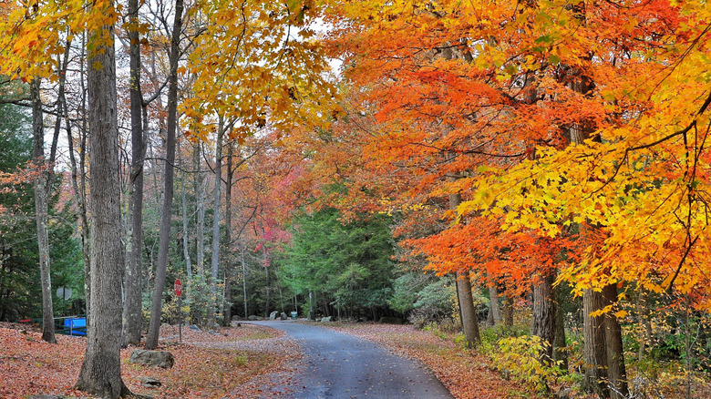 Fall foliage at its best seen from a Coopers Rock trail