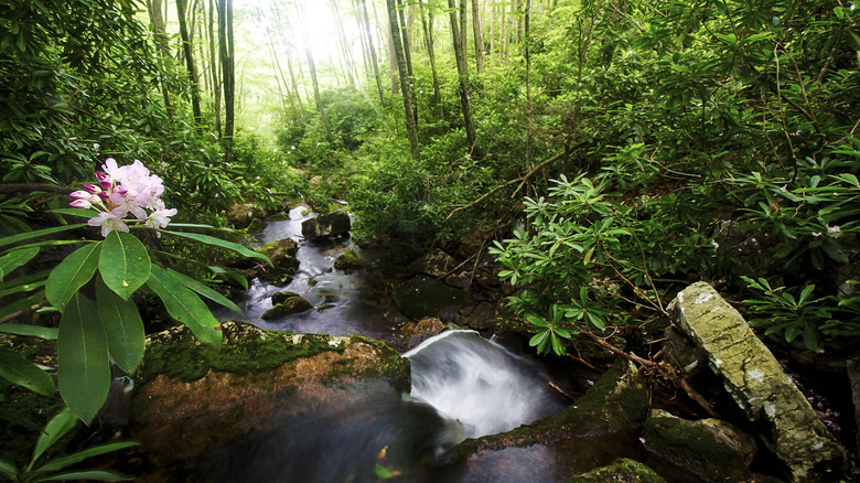 Mill Creek waterfall, Narrows, VA