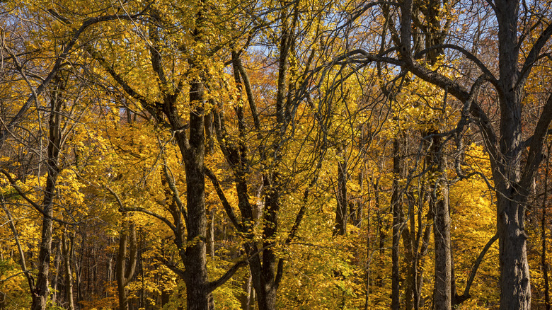 Autumn in Ringwood State Park in Northern New Jersey