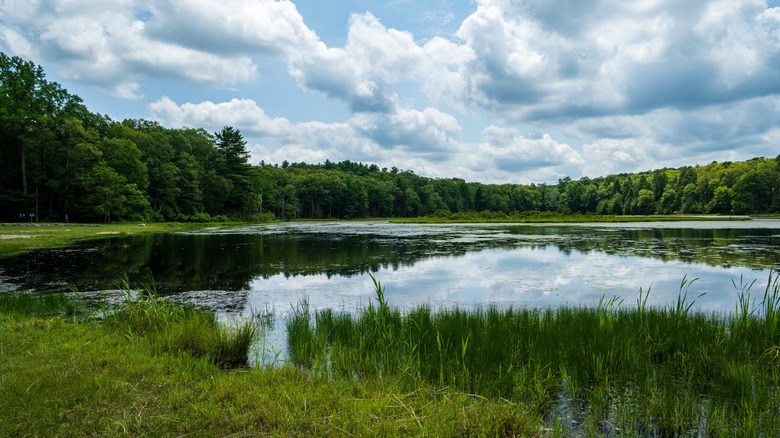 Lake and field with trees