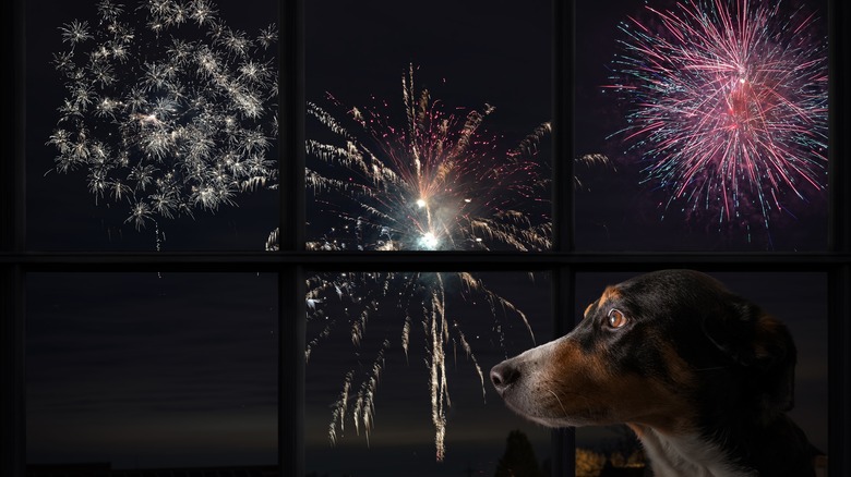 Dog watching fireworks