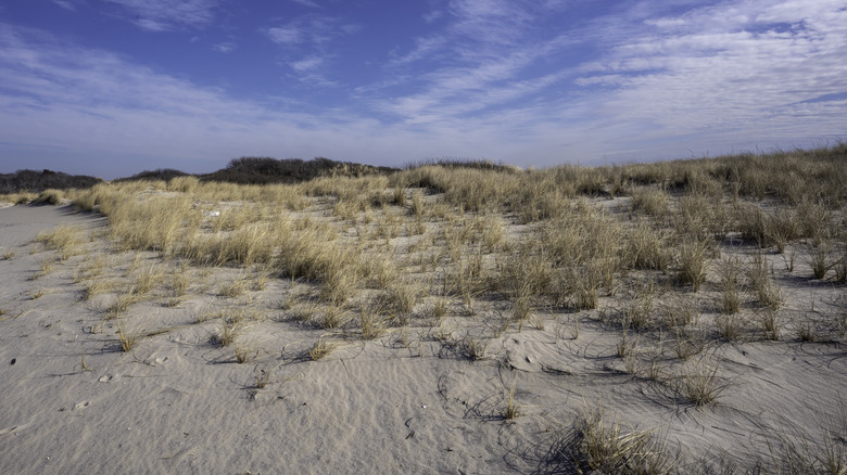 landscape of sand and grass, blue sky