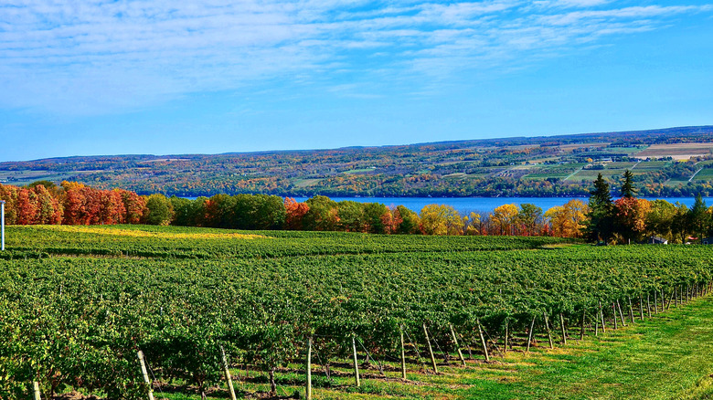 view of vineyard with Seneca Lake in background