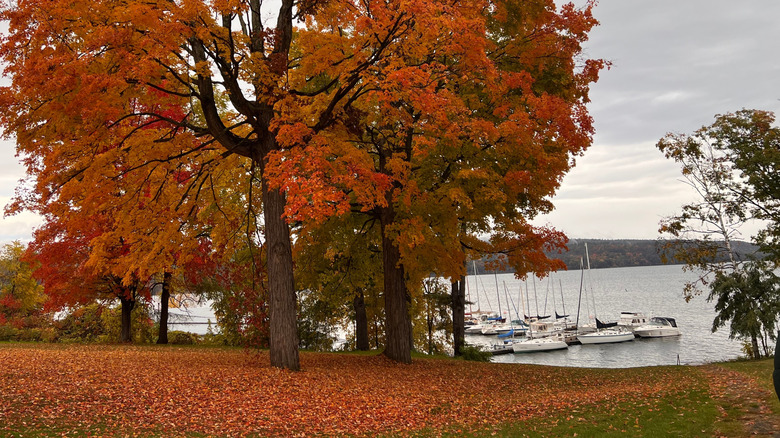 Bright orange autumn leaves on the shore of Lake Champlain in Westport