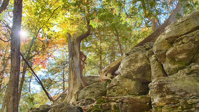 Rocky outcroppings and sunlit trees in Clark Reservation State Park