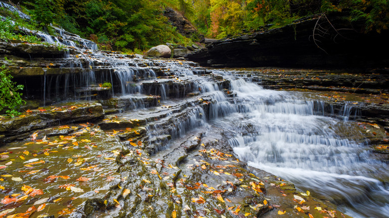 Colorful leaves falling into Mill Creek in Lowville, New York