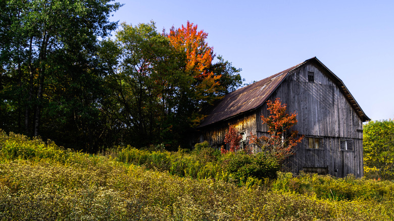 An old barn surrounded by fall foliage on the Tug Hill Plateau