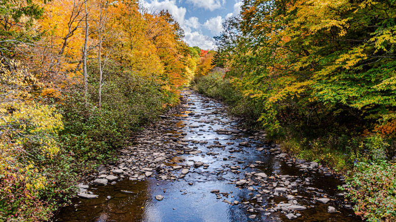 Fall foliage along the Deer River on the Tug Hill Plateau in northern New York