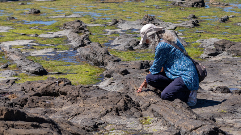 Explorer looking at rocks in Curio Bay, NZ