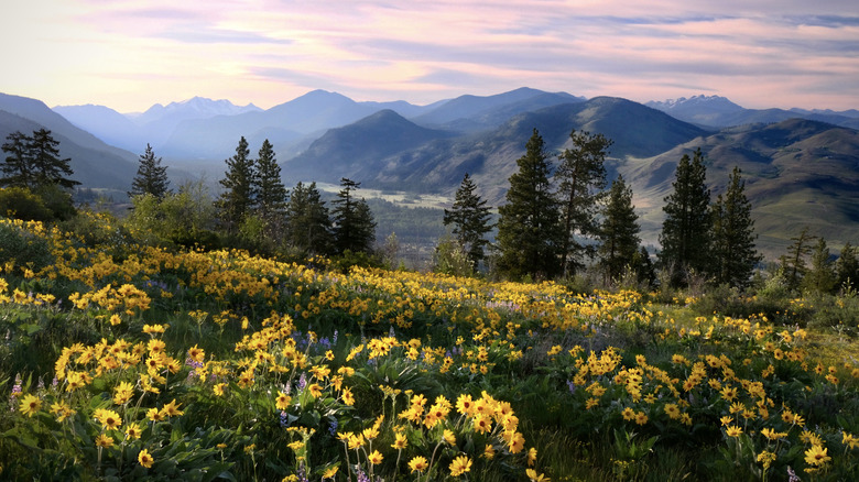 Wildflowers in a meadow overlooking forest and mountains at North Cascades National Park in Washington