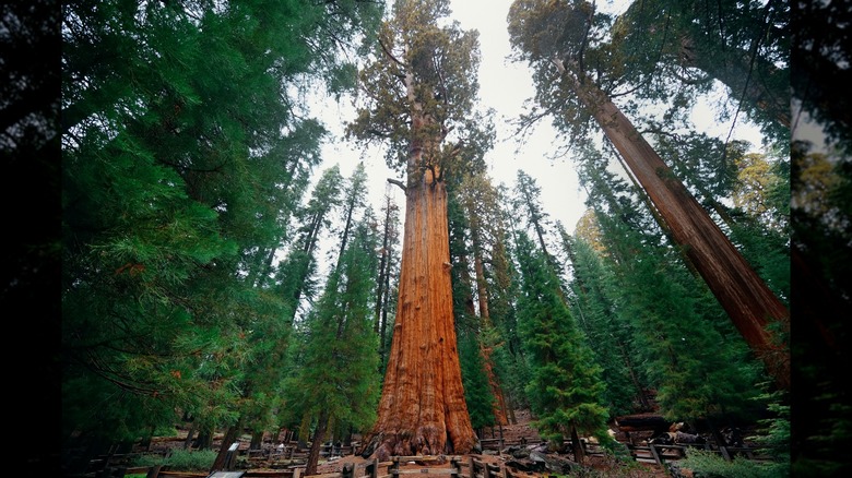 The General Sherman Tree in the middle of Giant Forest within Sequoia National Park in California