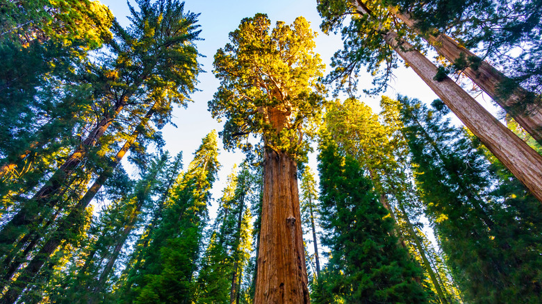Giant sequoia trees within California's Sequoia National Park