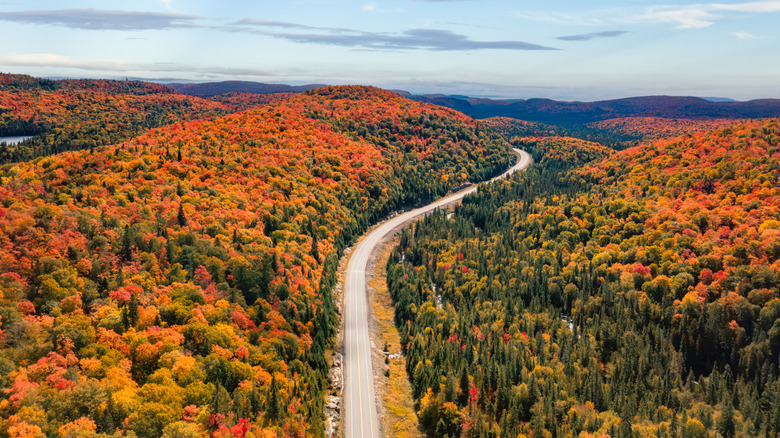 A road winding through an autumnal-colored forest.