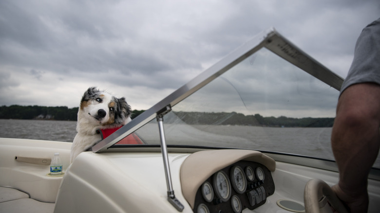 A man and his dog go boating on Lake Tillery